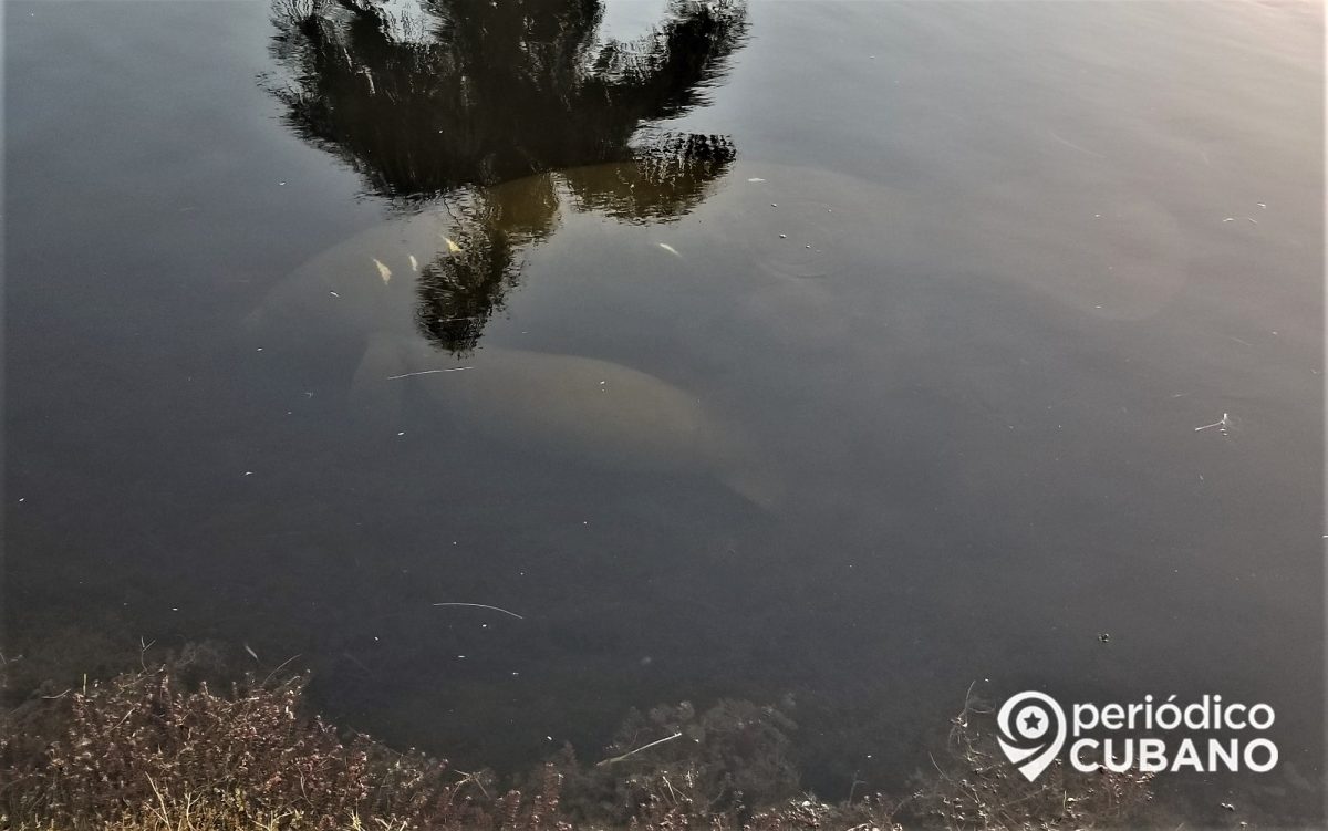 Manatíes en Hialeah