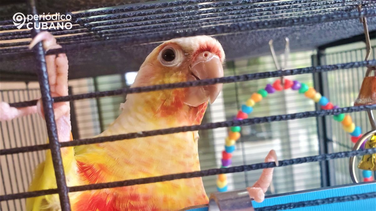 Perico doméstico