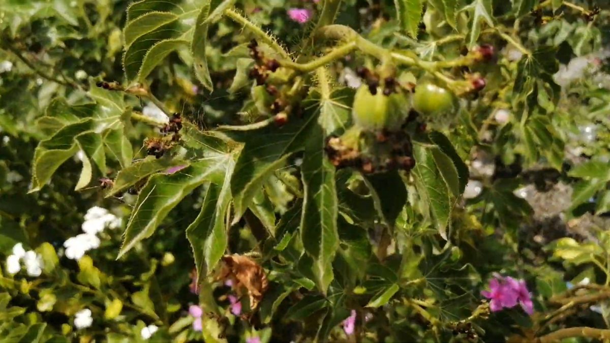 Planta Tua Tua