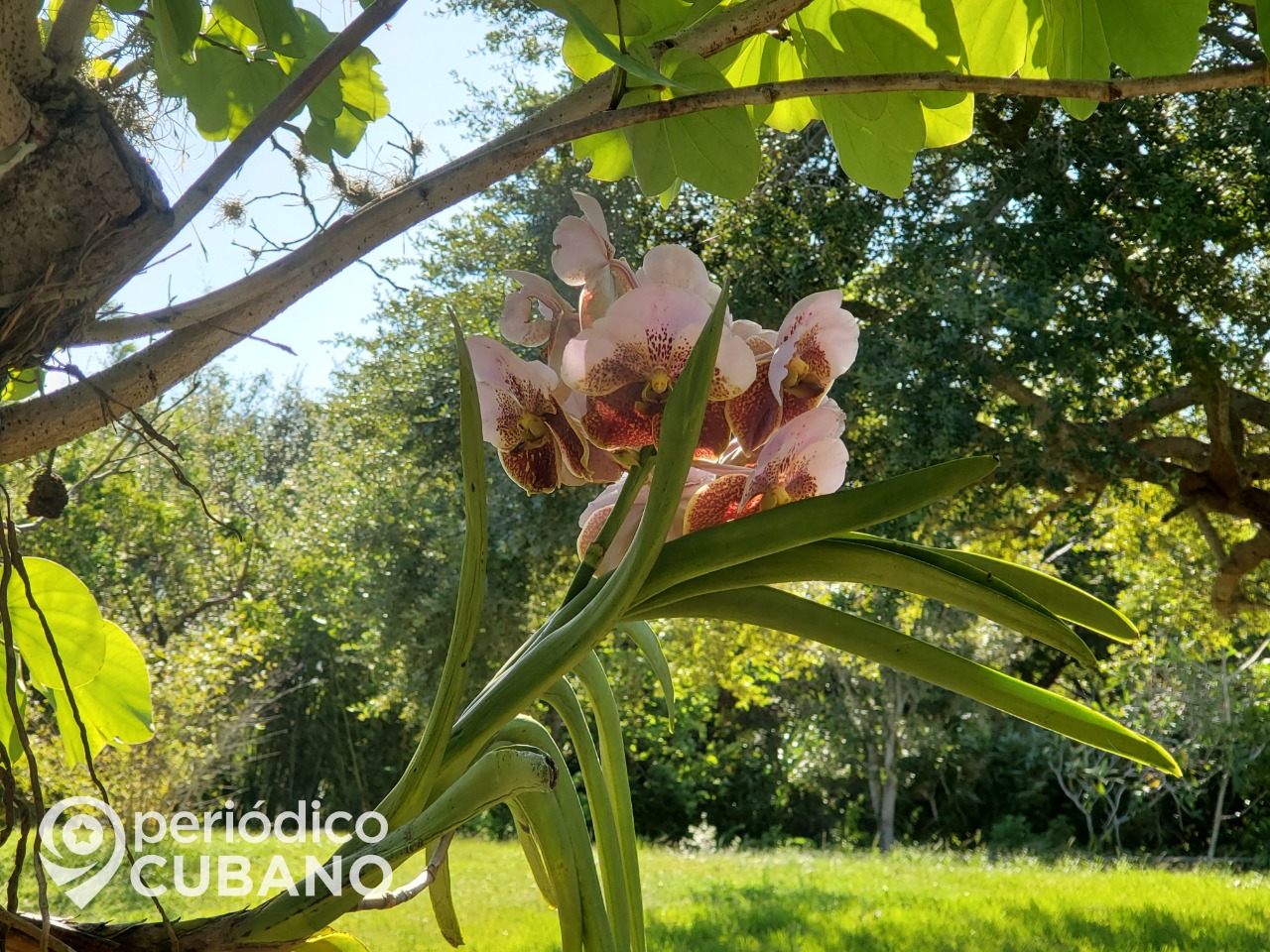 El Jardín Botánico Nacional se abre al turismo con un canopy