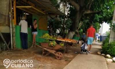 Cuba reconoce que solo producen viandas como uno de los cuatro alientos de la tradicional dieta criolla