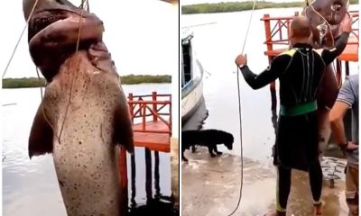 Pescan en Cuba un tiburón gigante en Playa Baracoa