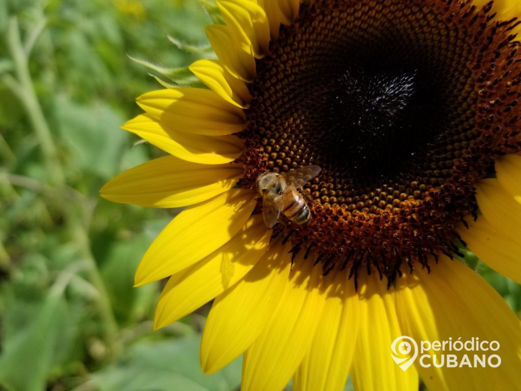 The Berry Farms girasoles (25)