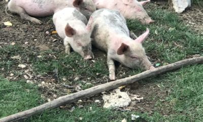 Producción de cerdo en Cuba se verá afectada por la importación de pienso