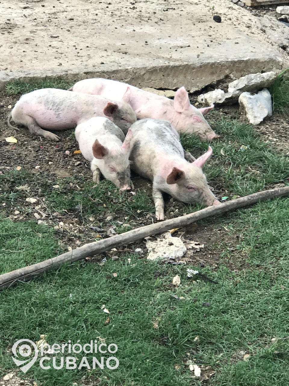 Producción de cerdo en Cuba se verá afectada por la importación de pienso