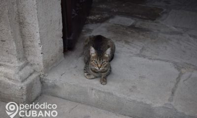 gato (1)