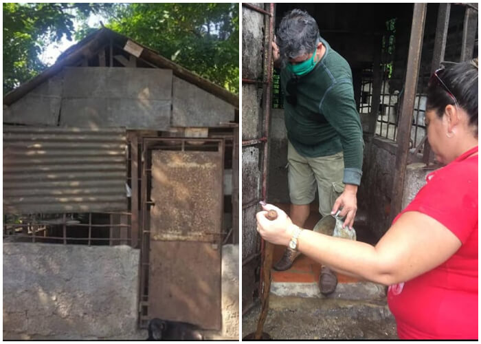 Activistas cubanos preparan un refugio para animales callejeros en Pinar del Río