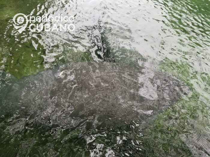 Avistamiento de manatíes en un área protegida de Las Tunas