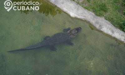 Caimán ataca a joven de 14 años que caminaba cerca de un estanque en Florida