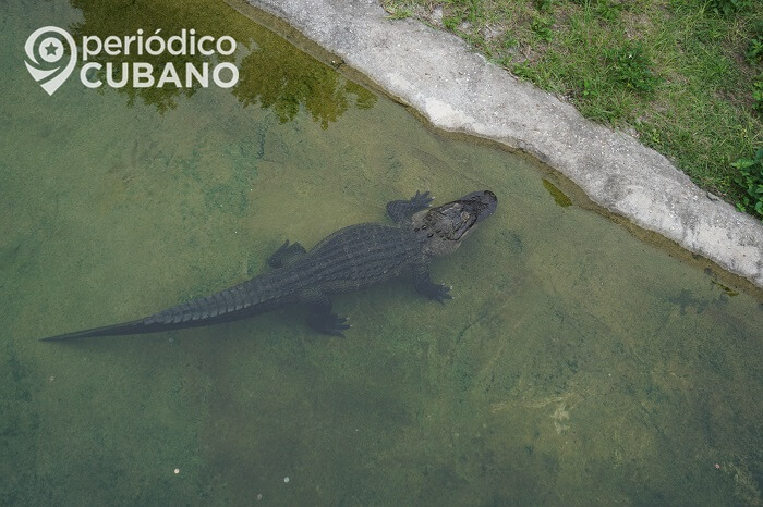 Caimán ataca a joven de 14 años que caminaba cerca de un estanque en Florida