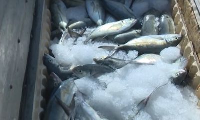 Pescado ilegal en Las Tunas