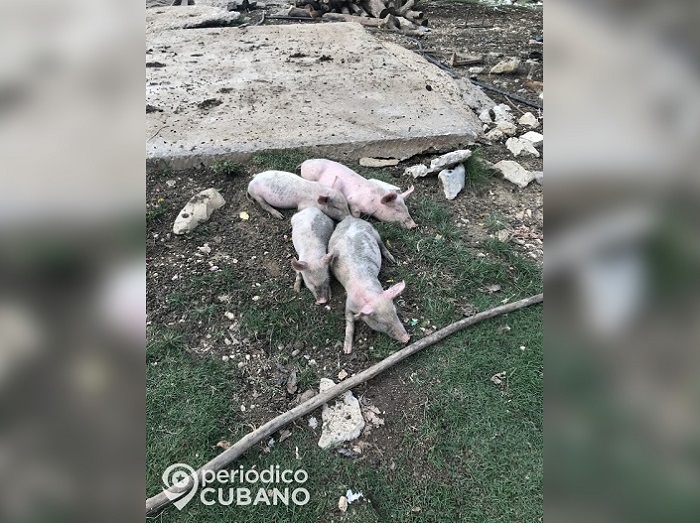 Burocracia y pretextos: Denuncian obstáculos del régimen de Cuba a la producción de cerdo