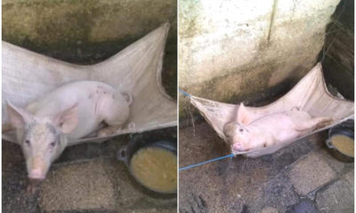 Cubanos crían su propio cerdo en una hamaca