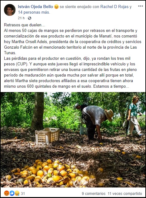 Las Tunas: Deficiencias en transporte causan pérdidas de miles de CUP en mangos