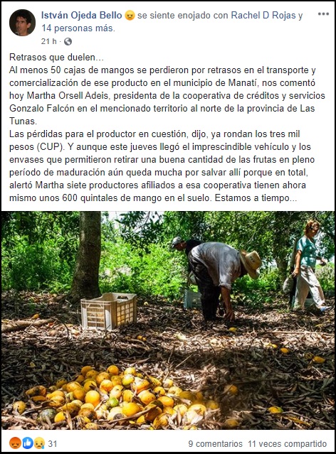 Las Tunas: Deficiencias en transporte causan pérdidas de miles de CUP en mangos