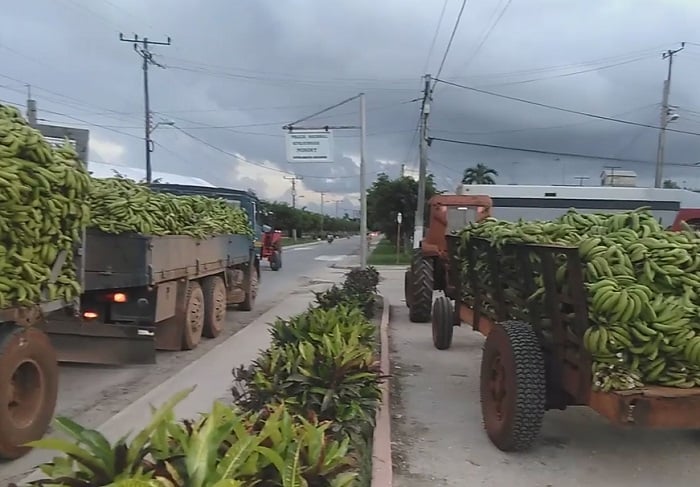 Camiones de plátano decomisado