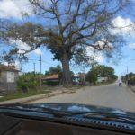 Simbólica ceiba se incendia en el poblado de Yaguajay