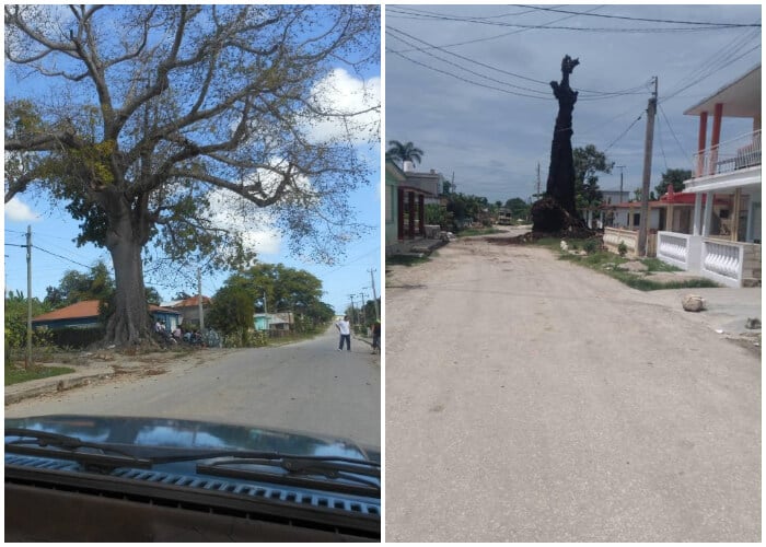 Simbólica ceiba se incendia en el poblado de Yaguajay