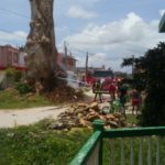 Simbólica ceiba se incendia en el poblado de Yaguajay