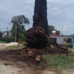 Simbólica ceiba se incendia en el poblado de Yaguajay