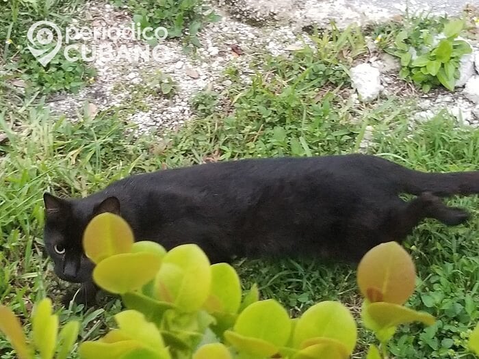 Vacunan a 4.800 perros y gatos en Mayarí a más de un mes de un brote de rabia