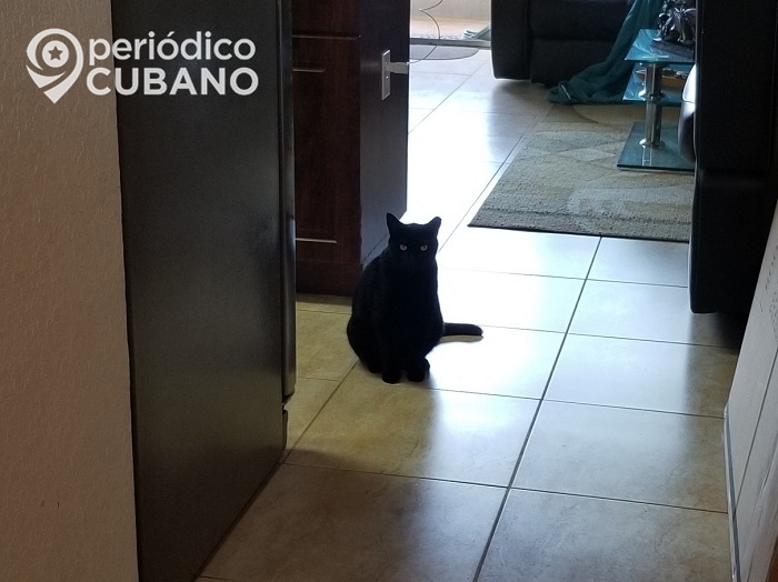 Gato provoca otro evento de rabia en la ciudad de Mayarí