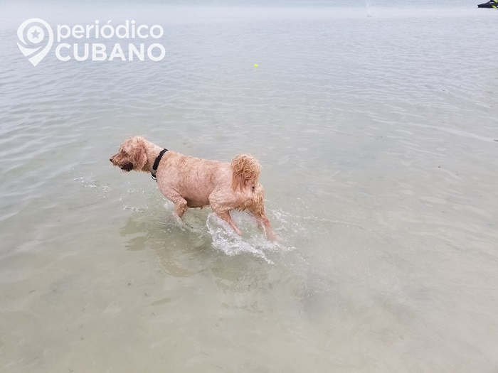 Gobierno cubano no acepta activistas en la elaboración de una ley contra el maltrato animal