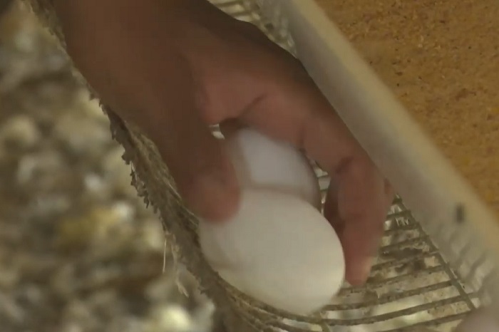 Gobierno cubano presume su producción de huevo mientras la escasez afecta a la Isla