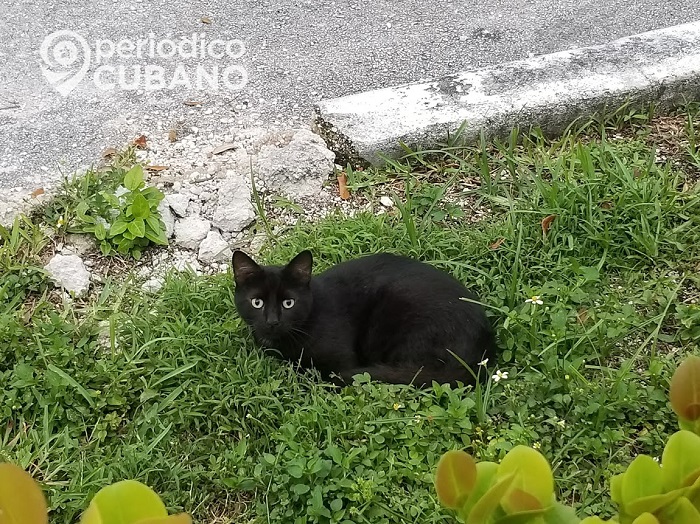 Gobierno cubano podría implementar ley de protección animal antes de que acabe el año