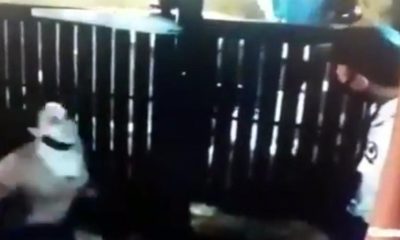 mujer escupe en la cara a un vigilante-