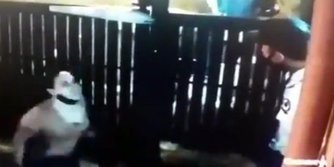 mujer escupe en la cara a un vigilante-