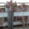 Gobierno asegura que podrá alimentar a varias provincias en Cuba con solo 1.200 cerdos