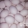 Apagones causados por Laura provocan la pérdida de 15.000 huevos en Artemisa
