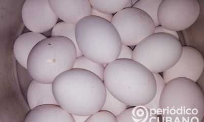 Apagones causados por Laura provocan la pérdida de 15.000 huevos en Artemisa
