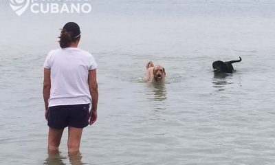 Activistas denuncian a falsos protectores de animales en La Habana