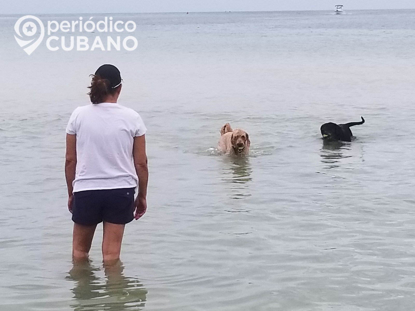 Activistas denuncian a falsos protectores de animales en La Habana