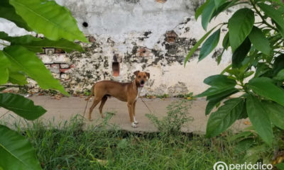 Doctor cubano afirma que los perros bien entrenados pueden detectar el coronavirus