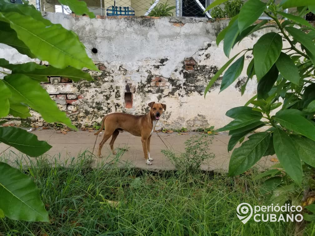 Doctor cubano afirma que los perros bien entrenados pueden detectar el coronavirus