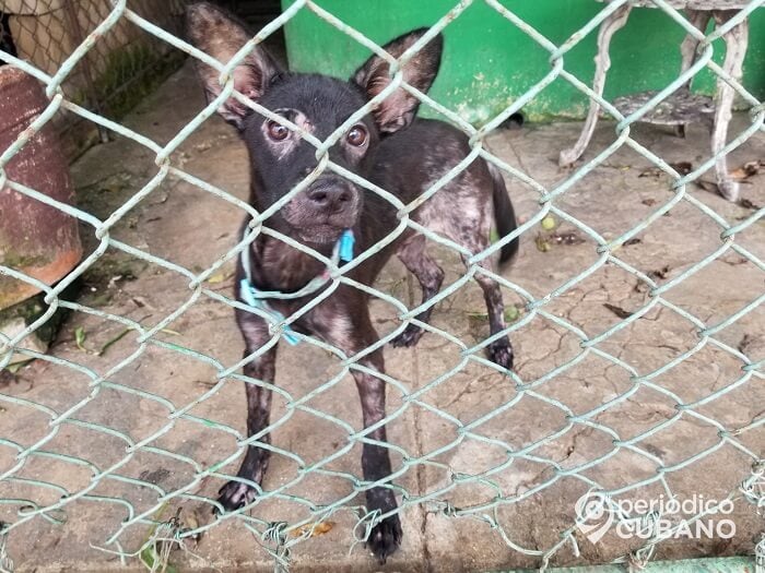 Zoonosis permite la entrada a sus instalaciones para la adopción de animales