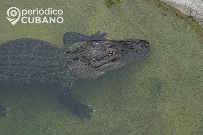 Un caimán entró a una escuela primaria del condado de Osceola, Florida