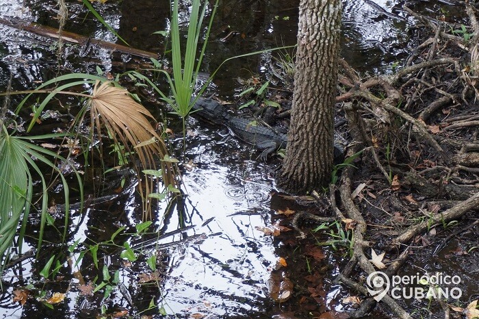 Hombre de Florida salvó a su perro de la mandíbula de un Caimán