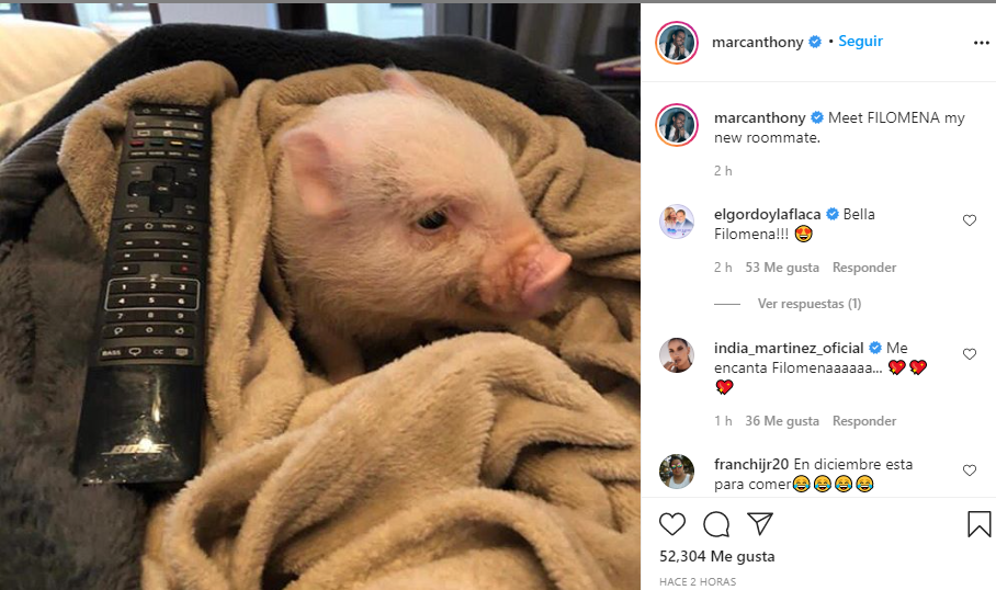 Marc Anthony raises his little pig, he's so ugly in New York