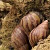 caracol gigante africano