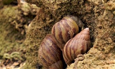 caracol gigante africano