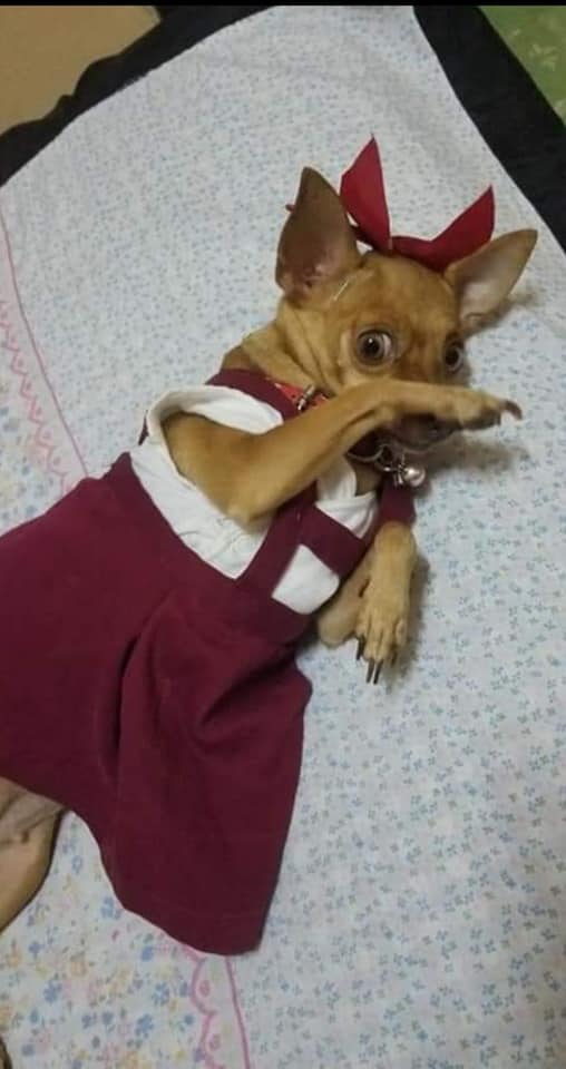 perrita chihuahua cubana con uniforme