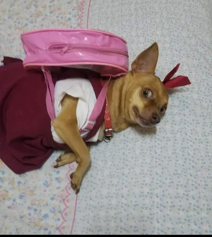 perrita chihuahua cubana con uniforme