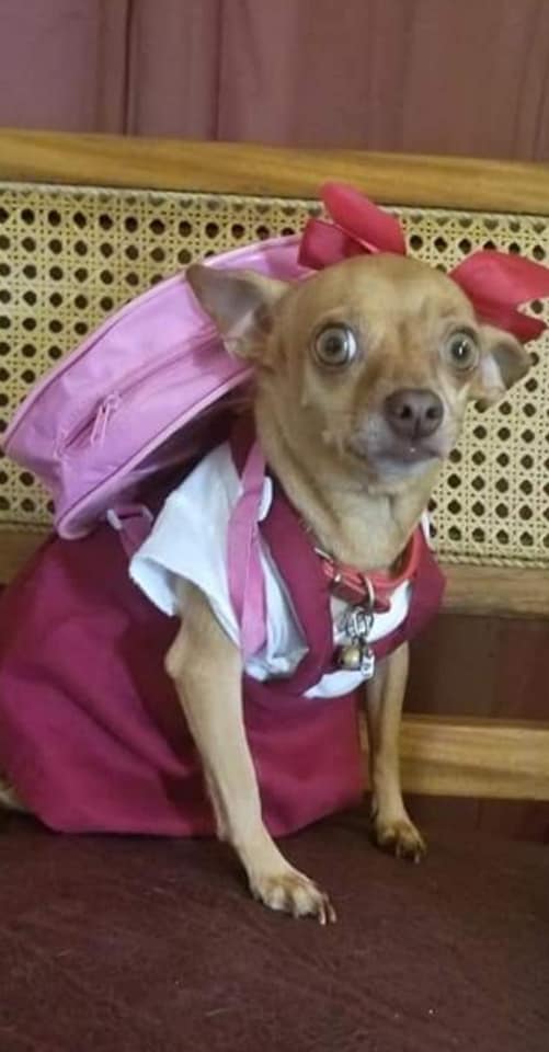 perrita chihuahua cubana con uniforme