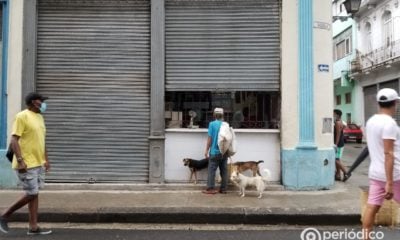 Cuba aprobaría una ley del bienestar animal en febrero, pero retrasa el nuevo Código de Familia
