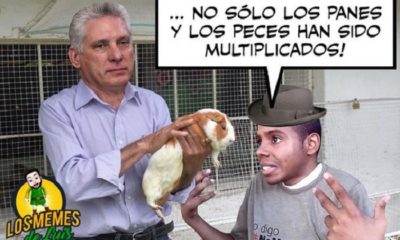 Llueven los memes sobre el curiel como alimento para los cubanos