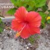 Prensa oficialista recomienda a los cubanos hacer la mermelada con la flor de marpacífico